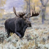 Chasse à l’orignal 2026 : résultats du tirage au sort