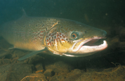 Fermetures des fosses à saumons de la rivière Miramichi