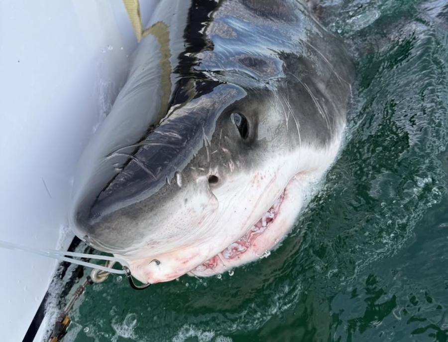 Un grand requin blanc se dirige vers Shippagan
