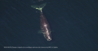 Une baleine noire de l&rsquo;Atlantique Nord lib&eacute;r&eacute;e