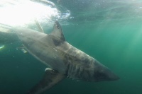 Péninsule acadienne : présence d’un requin blanc