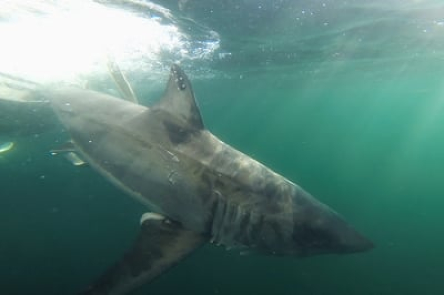 Péninsule acadienne : présence d’un requin blanc