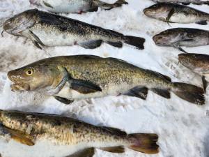 PA : un homme épinglé pour braconnage